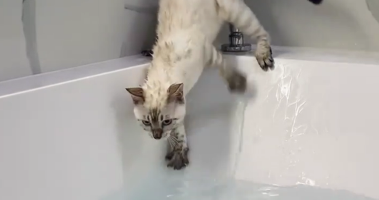 Snimka mačke kako se trudi ne pasti u vodu je hit na internetu