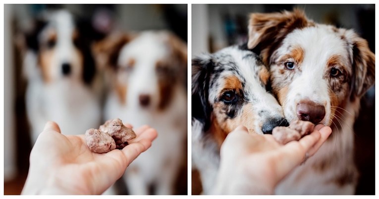 Tri skrivena sastojka u psećoj hrani koja mogu naškoditi vašem psu