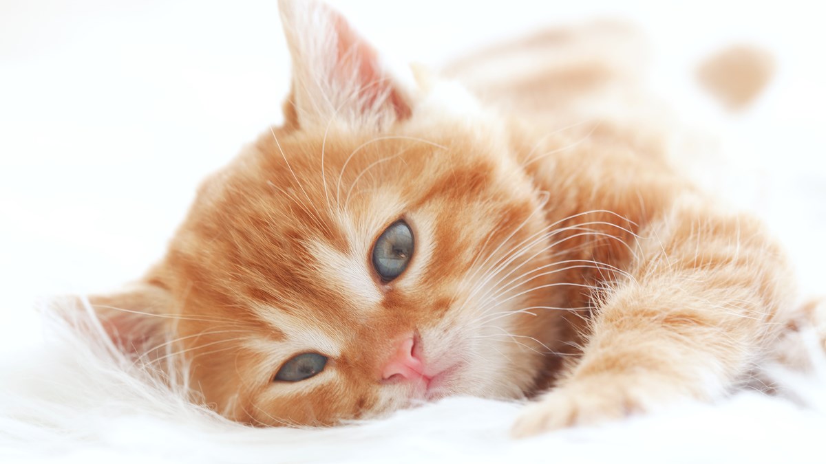 Malo mače uživa u maženju, no kad maženje prestane, nastane problem