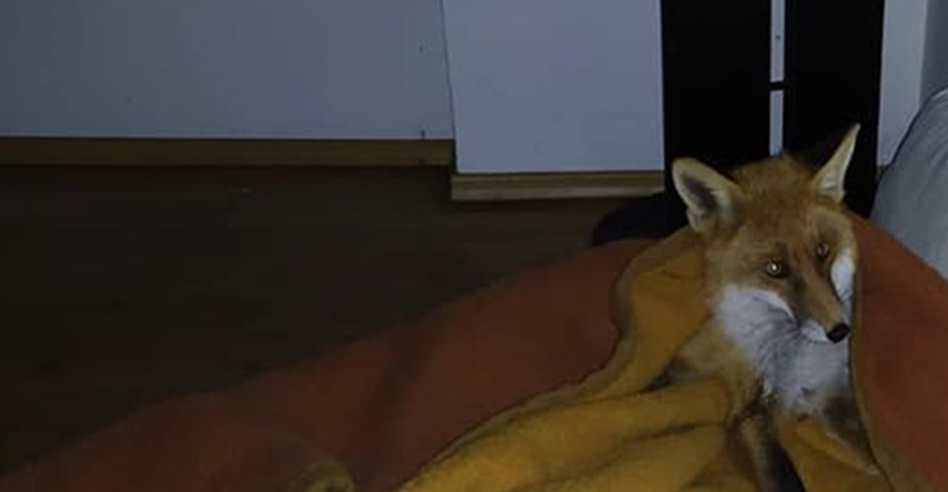 Dubrovčani spasili ranjenog lisca: "Umjesto u hladnjači završio je u toploj deki"