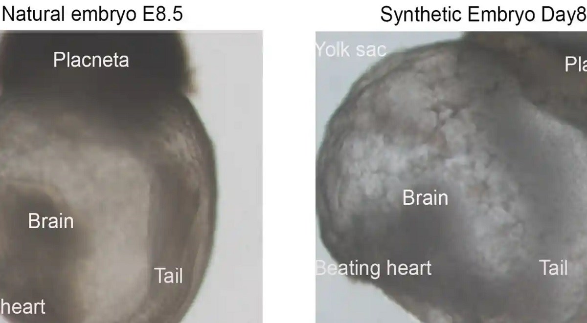 Izraelski znanstvenici kreirali "sintetičke embrije". Imaju mozak, srce koje kuca...