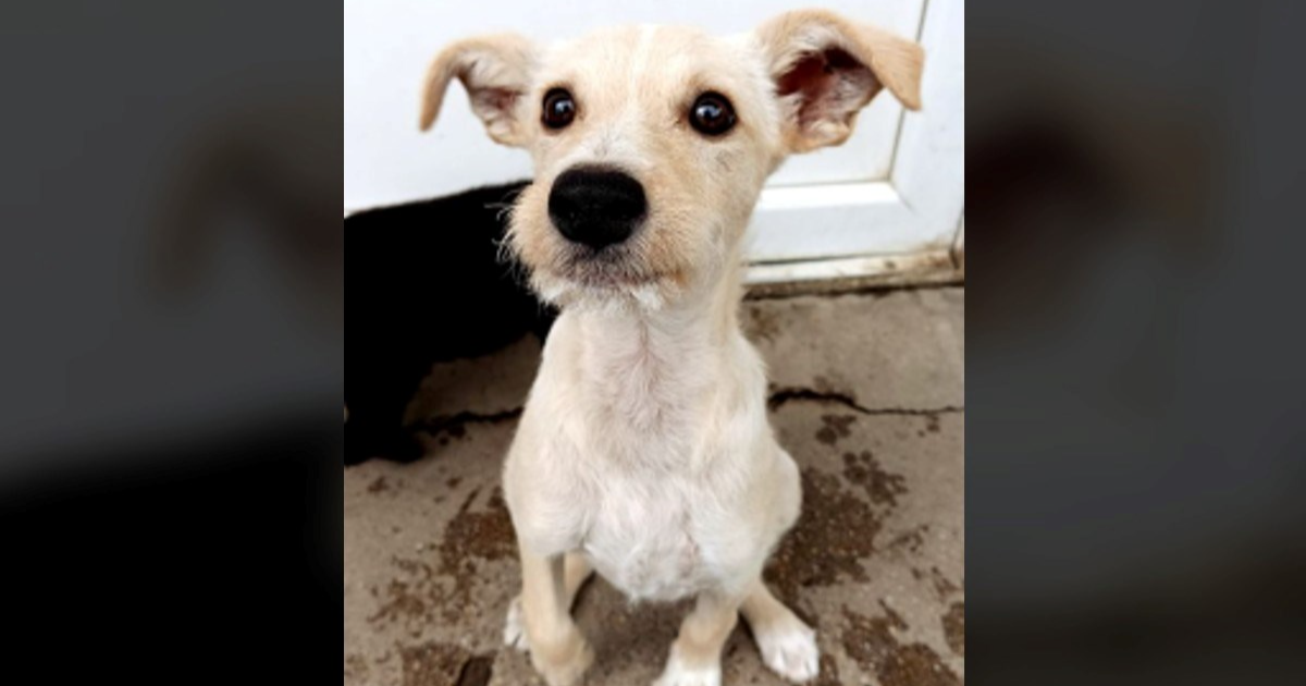 Preslatki Drago čeka dom, jako je nježan, simpatičan i zaigran