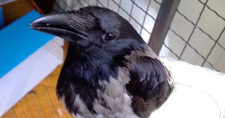 Poletarci vrana napuštaju gnijezda, Azil Dumovec poslao molbu građanima