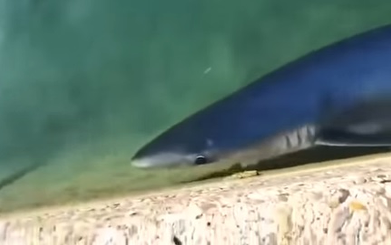 Nevjerojatan prizor: Morski pas doplivao skroz do obale