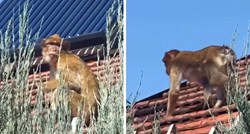 VIDEO Na krovu kuće u Beogradu snimljen majmun