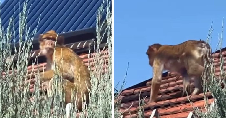 VIDEO Na krovu kuće u Beogradu snimljen majmun