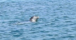 VIDEO Kod Dubrovnika viđena sredozemna medvjedica, najrjeđi tuljan na svijetu