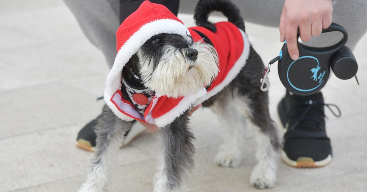 FOTO Simpatični šnaucer Emil ukrao pažnju prolaznika u Šibeniku. Jasno je zašto