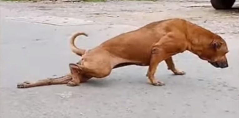 VIDEO Pas se pretvara da mu je noga slomljena kako bi nažicao hranu