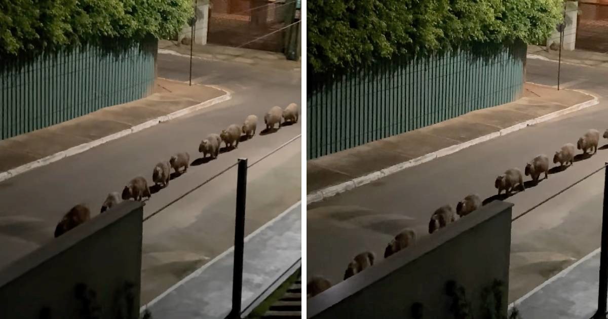 Žena se probudila usred noći i ugledala povorku kapibara kako maršira ulicom