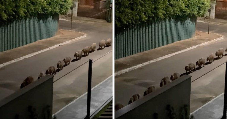 Žena se probudila usred noći i ugledala povorku kapibara kako maršira ulicom