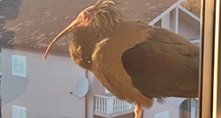 Ptica koja je izumrla u Europi odletjela iz Hrvatske, poznato gdje je otišla