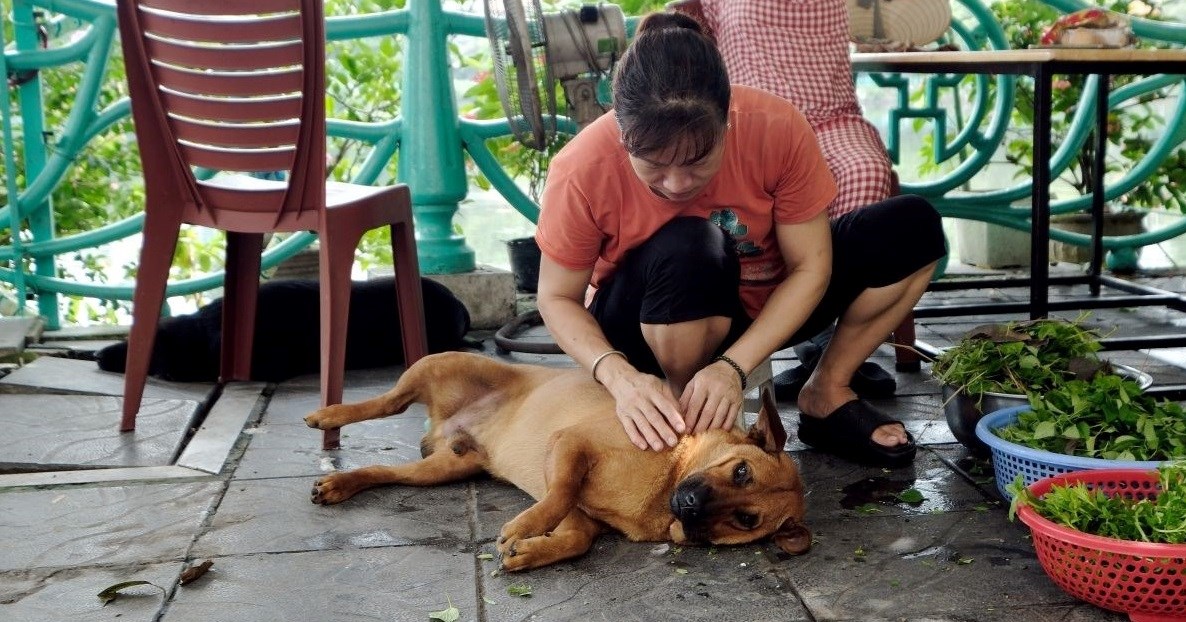 Rusi uvjeravaju građane da Sjevernokorejci ne jedu njihove pse