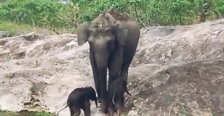Internet je poludio za snimkom slonice koja se igra sa slonićima blizancima