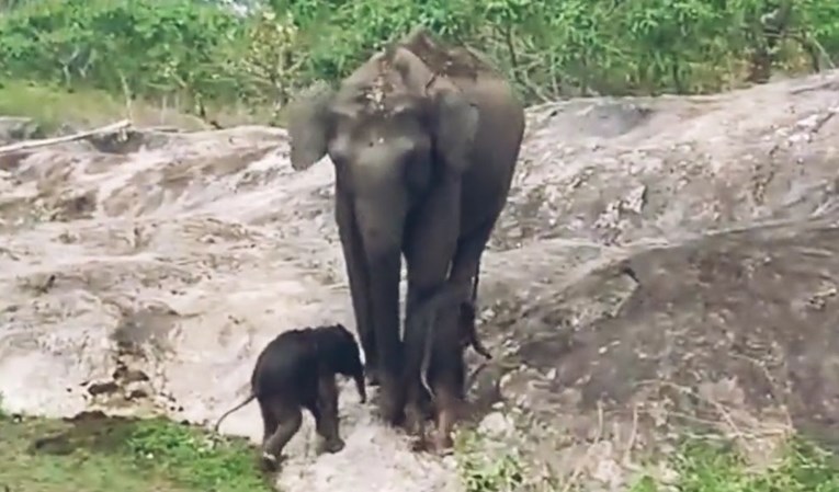 Snimka slonice s tek rođenim blizancima postala hit: "Šanse za ovo su jedan posto"