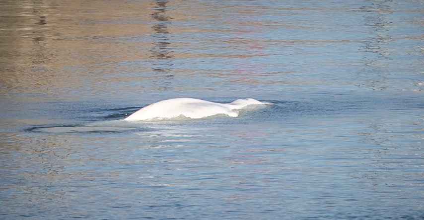 Beluga kit Hvaldimir, "ruski špijun" pliva duž švedske obale