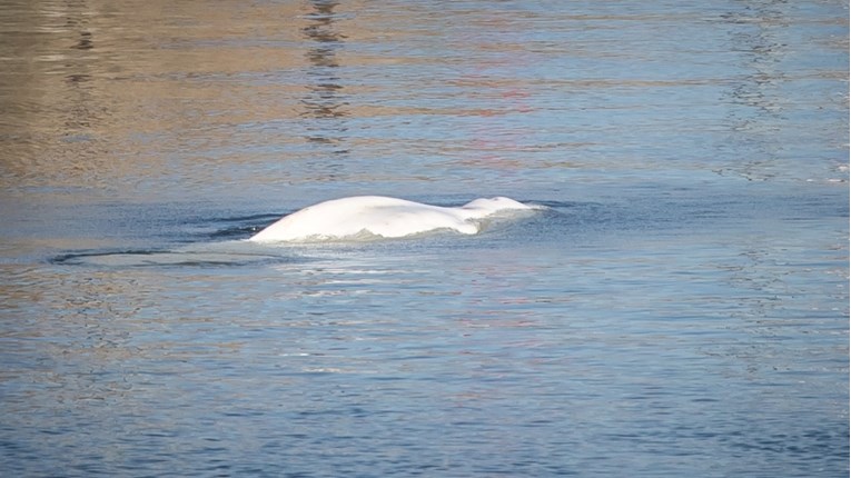 Beluga kit Hvaldimir, "ruski špijun" pliva duž švedske obale