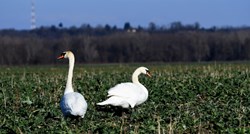 U Vukovarsko-srijemskoj županiji potvrđena ptičja gripa