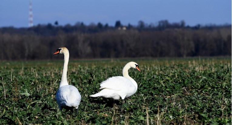 Kod Bosuta pronađen mrtav labud, uginuo je od ptičje gripe