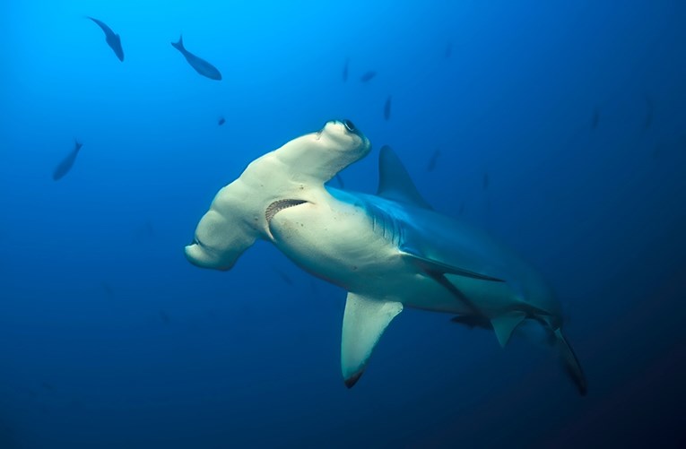 Na Galapagosu otkriveno mrijestilište kritično ugroženih morskih pasa čekićara