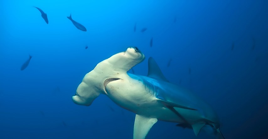 Na Galapagosu otkriveno mrijestilište kritično ugroženih morskih pasa čekićara
