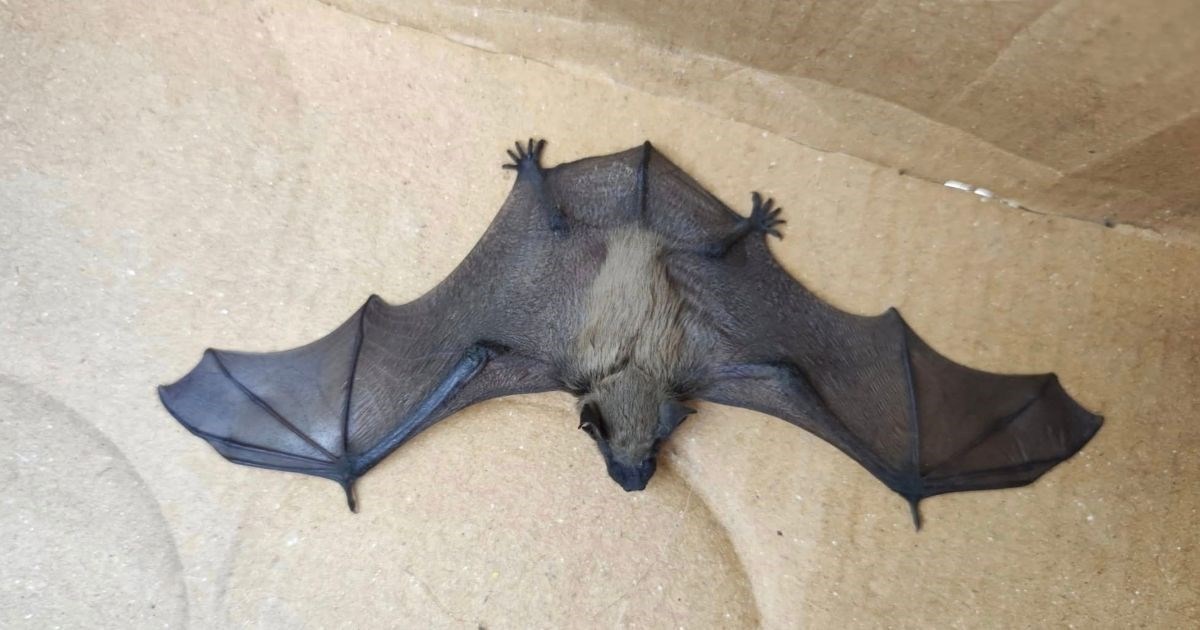 Dumovec upozorava: Male šišmiše ne uzimajte kući! Evo kako im možete pomoći