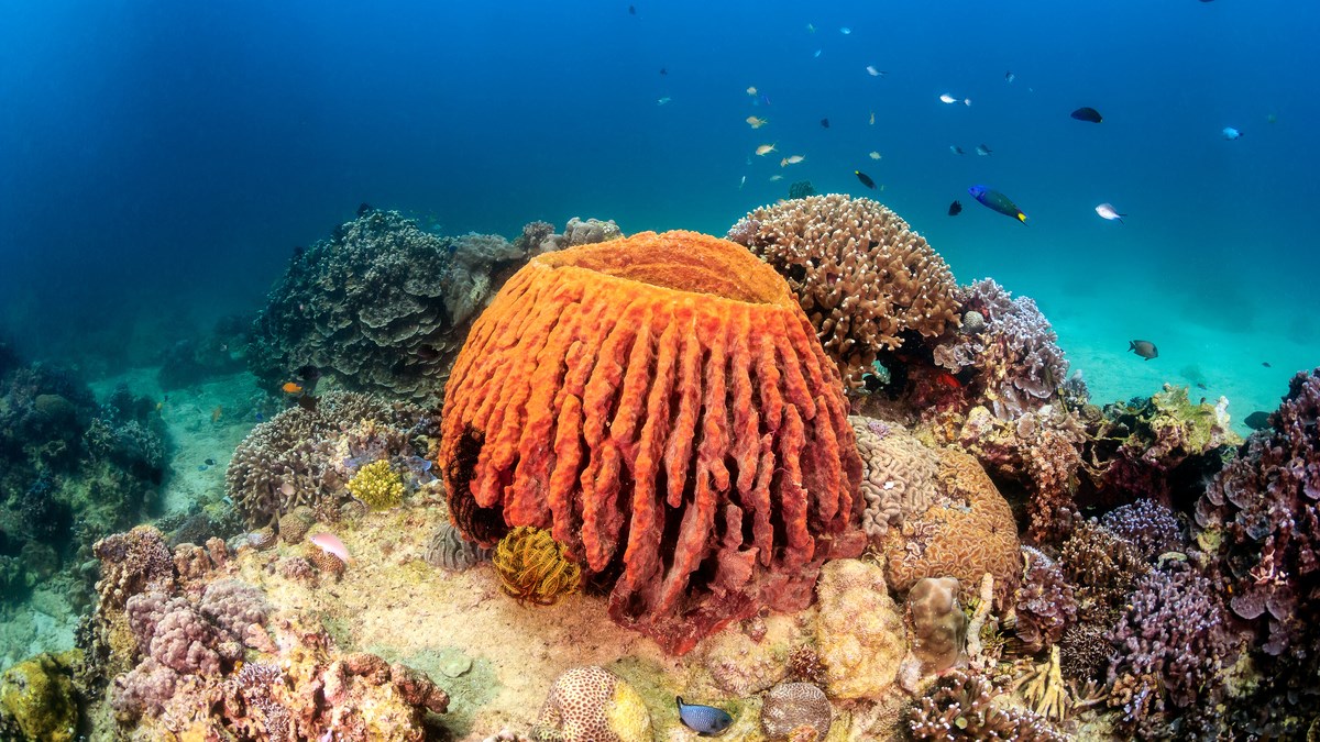 VIDEO Znate li koje su najstarije životinjske vrste?