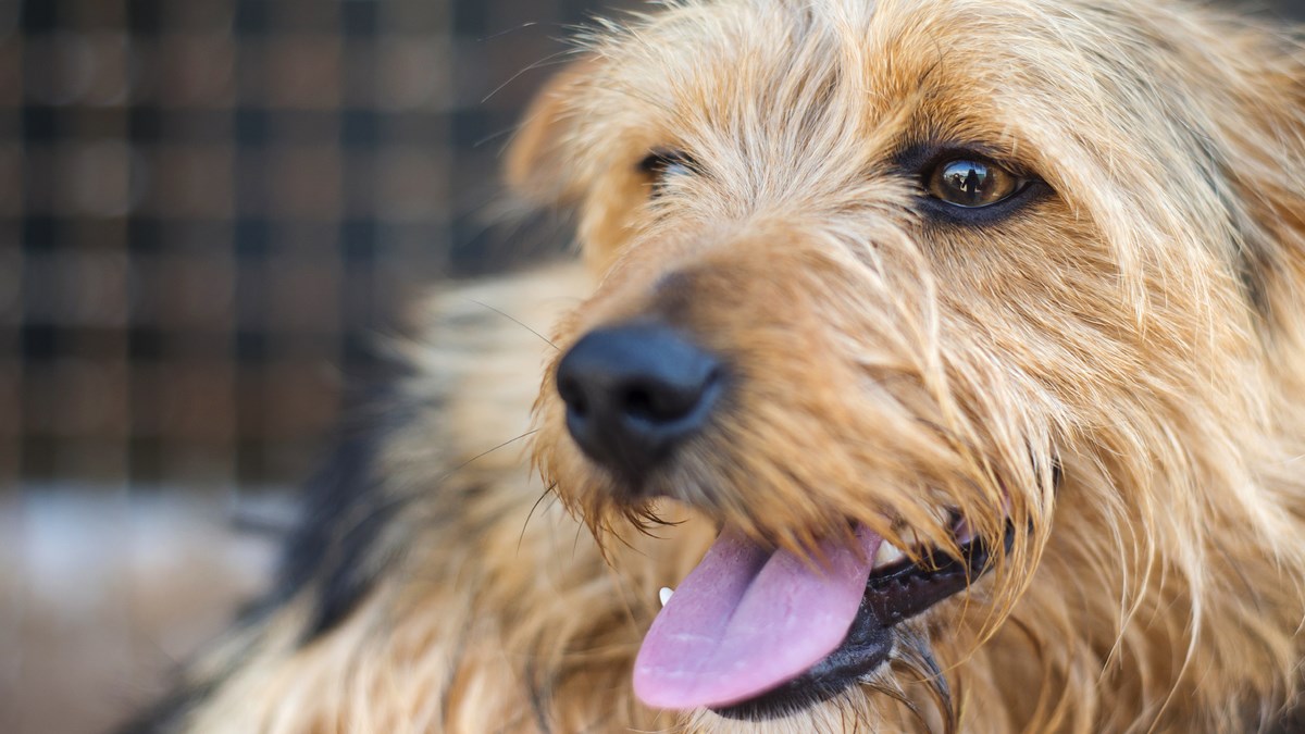 Učinite dobro djelo i posjetite Dan bez kaveza u Noinoj Arci