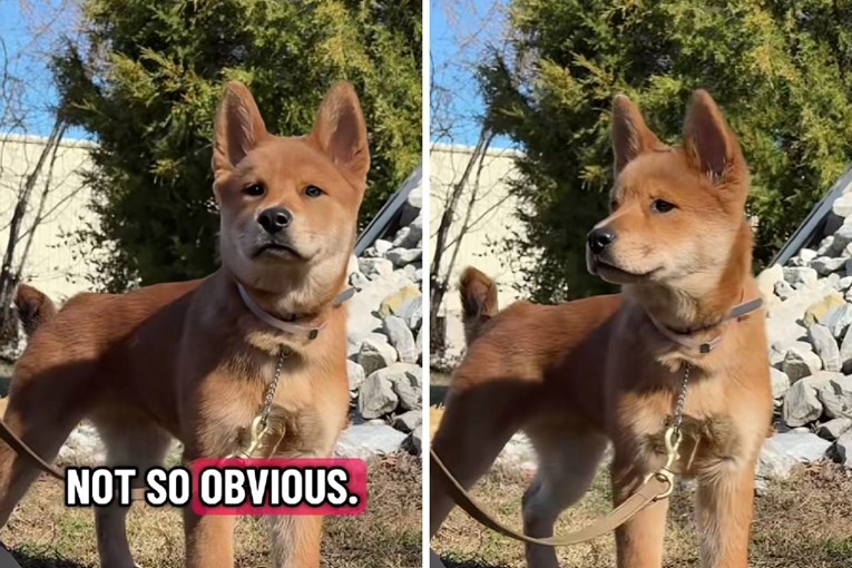 Trener izazvao ljude na TikToku: "Možete li pogoditi dvije pasmine ove mješanke?"