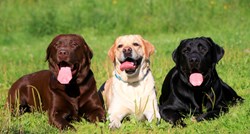 Jeste li znali da labradori boje čokolade žive kraće od crnih, žutih i bijelih?