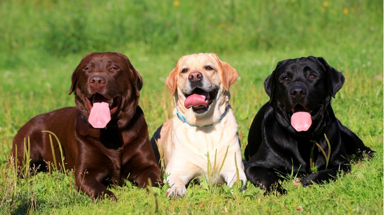 Jeste li znali da labradori boje čokolade žive kraće od crnih, žutih i bijelih?