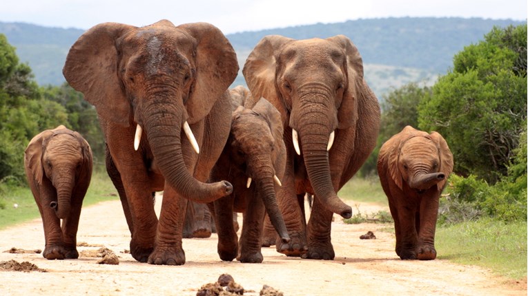 Četiri organizacije za spašavanje su se udružile da bi pomogle slonovima