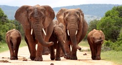 Četiri organizacije za spašavanje su se udružile da bi pomogle slonovima