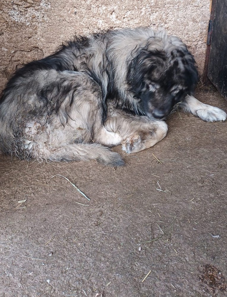 Pas koji je kod Kistanja branio djecu od vukova bori se za život - i treba vašu pomoć