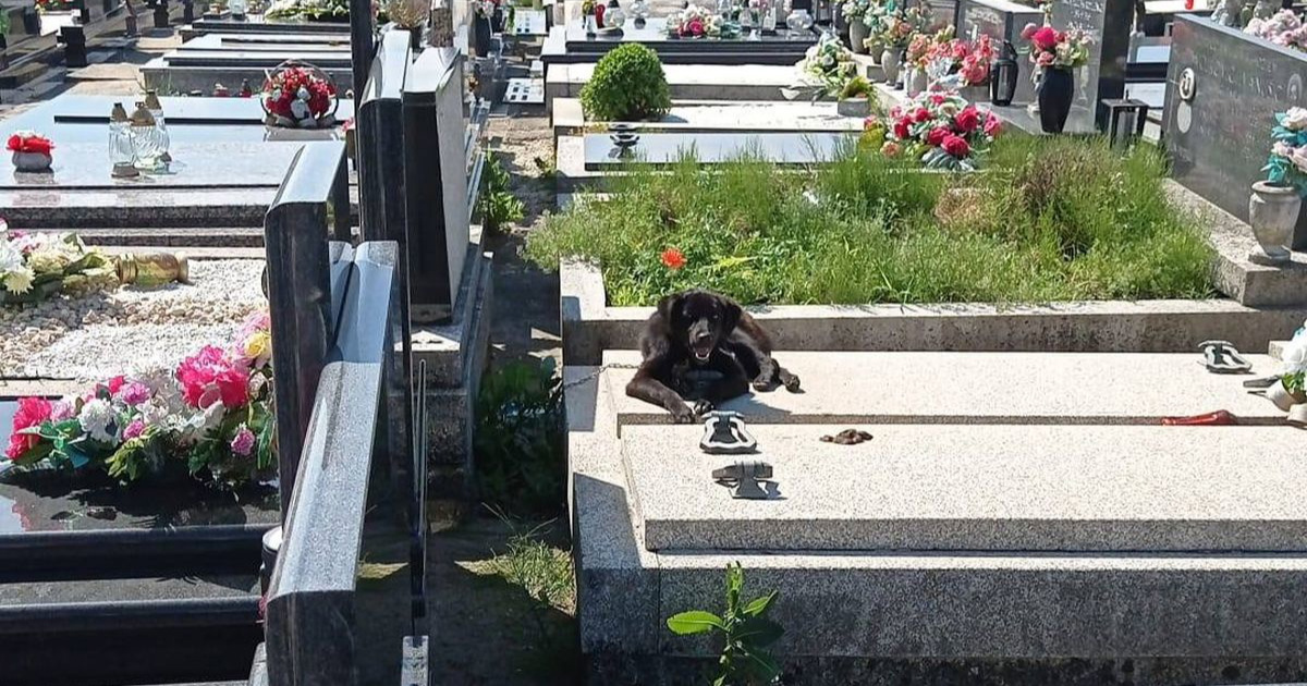 Štene zavezano za grob kod Velike Gorice