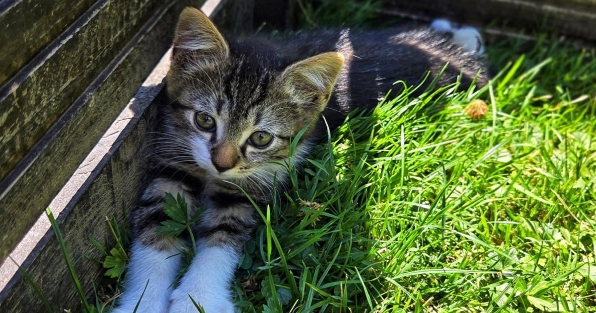 Mačić spašen iz kanala u koji ga je netko bacio traži dom