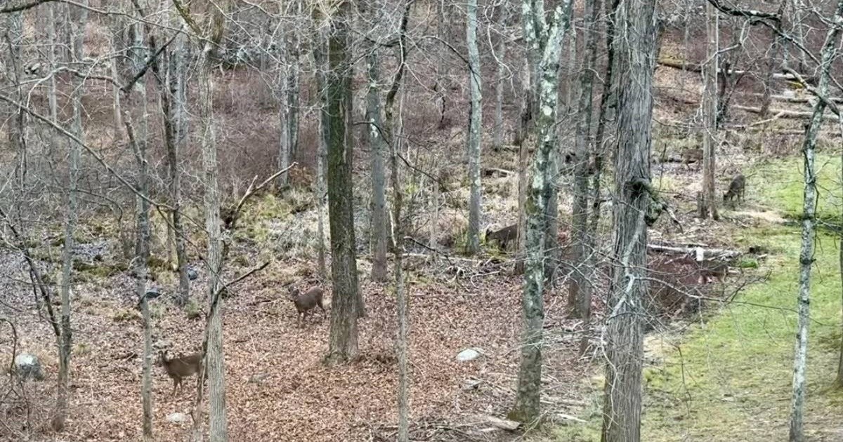 Na ovoj fotografiji nalazi se šest jelena. Možete li ih sve pronaći?