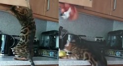 Mačka je pokušala provaliti u kuhinjski ormarić, ali joj je plan u zadnji tren propao