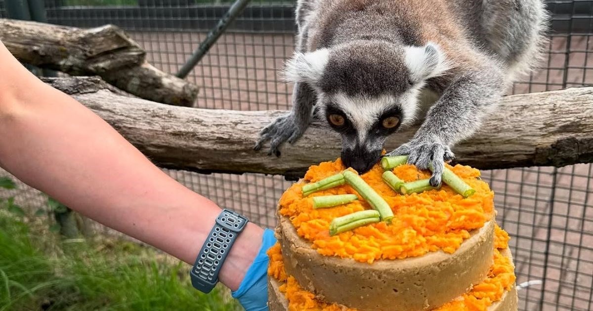 Guinnessov rekorder: Lemur Stumpy proslavio nevjerojatnih 39 godina života