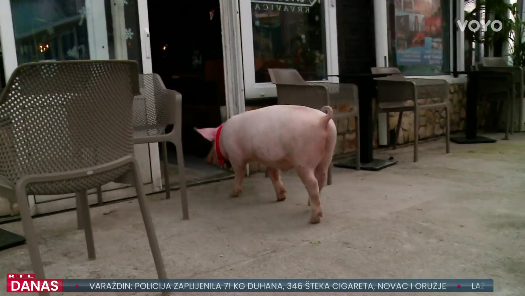 Kako je protekla akcija "Gucci se vraća kući": "Oteli nam ga Imoćani"