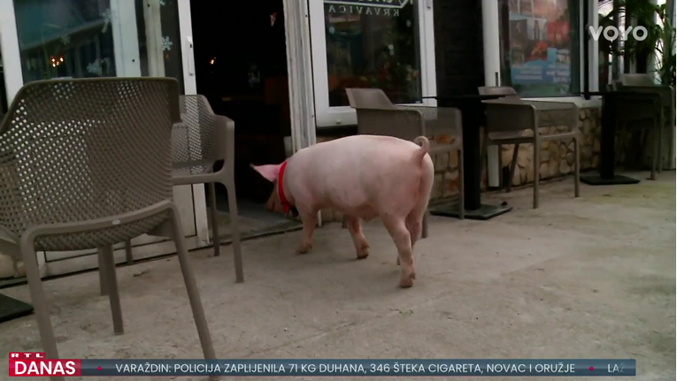 Kako se prasac Gucci vratio kući iz Imotskog? "Bilo je kao u nekom filmu"