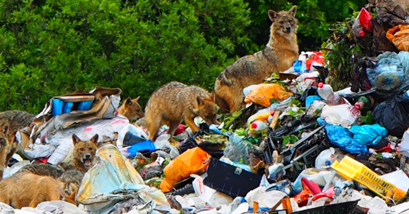 VIDEO Čopor čagljeva kopa po smeću na Pelješcu