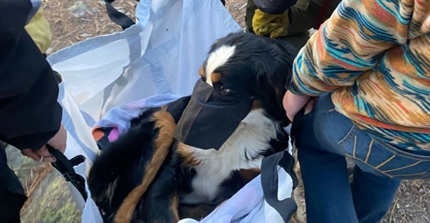 Pas pobjegao prije 2 mjeseca. Sad je pronađen na planinskoj stazi, preživio je oluje