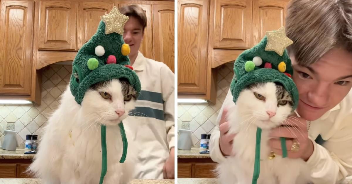 Reakcija mrzovoljnog ma&#x10D;ka na bo&#x17E;i&#x107;nu kapicu postala je internetski hit