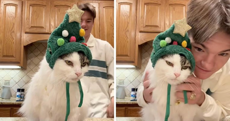 Reakcija mrzovoljnog mačka na božićnu kapicu postala je internetski hit