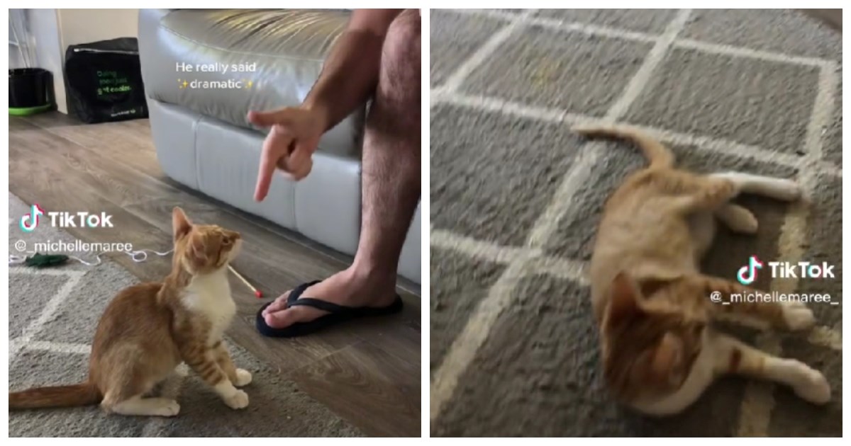 Ova mačka pravi se mrtva svaki put kad njezin vlasnik uperi "pištolj" u nju