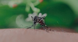 Jeste li magnet za komarce? Problem bi mogao biti vaš miris