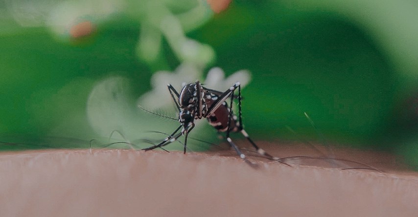 Jeste li magnet za komarce? Problem bi mogao biti vaš miris