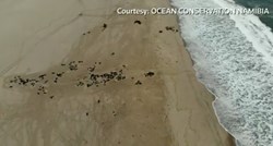 VIDEO Na namibijskoj obali pronađene tisuće mrtvih tuljana