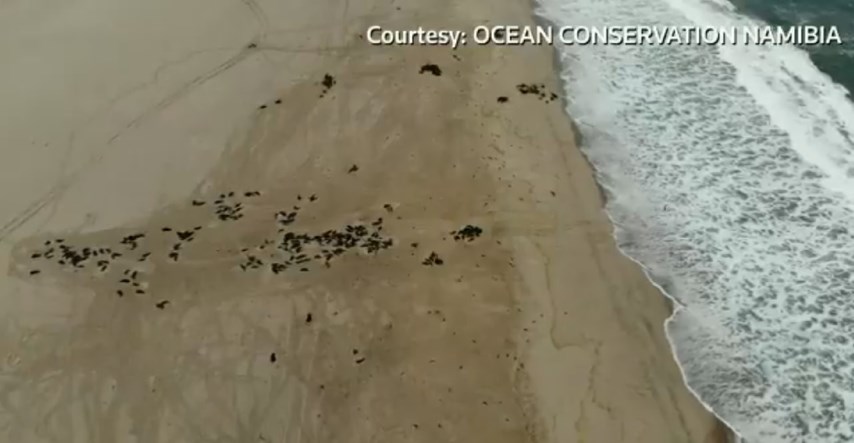 VIDEO Na namibijskoj obali pronađene tisuće mrtvih tuljana